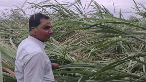 खेतीमै फर्किएका पूर्ववडा अध्यक्ष गोपिन्द्र यादवको उखुबारी हावाहुरीले ढाल्यो